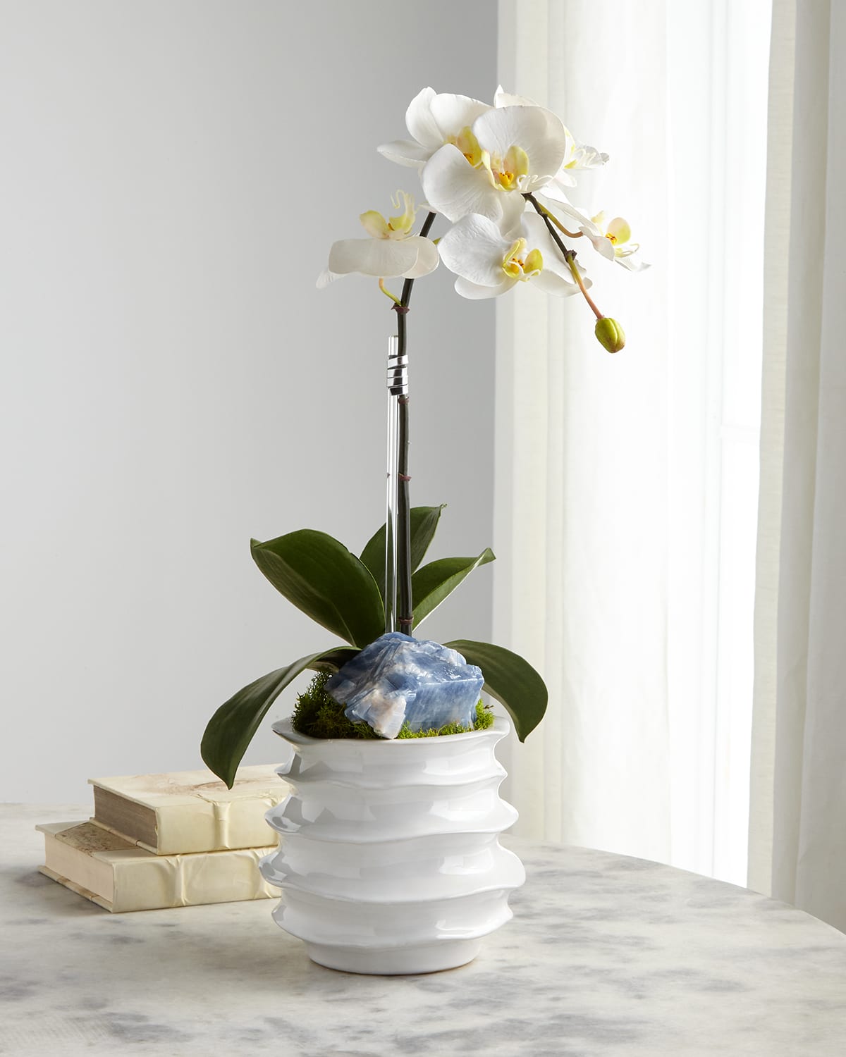 Shop T & C Floral Company White Orchid In Contemporary Pot In White/blue