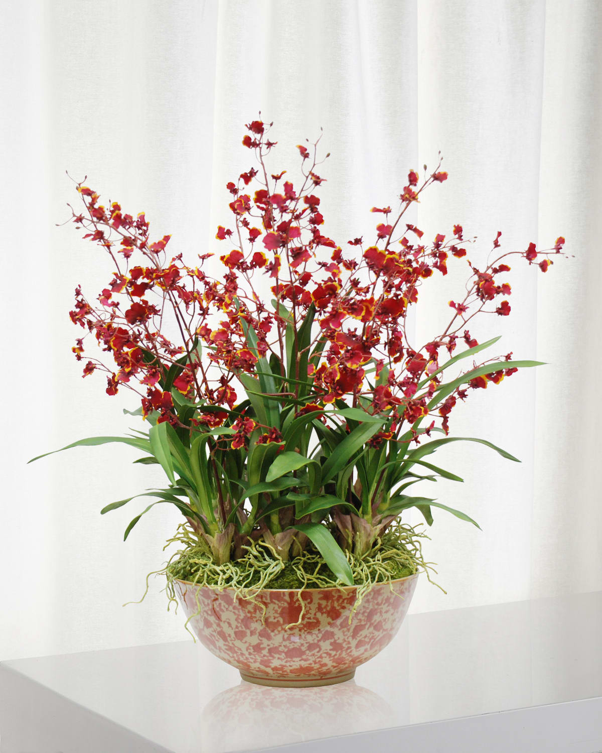 Shop Winward Home Oncidium Orchid In Long Life Bowl In Burgundy