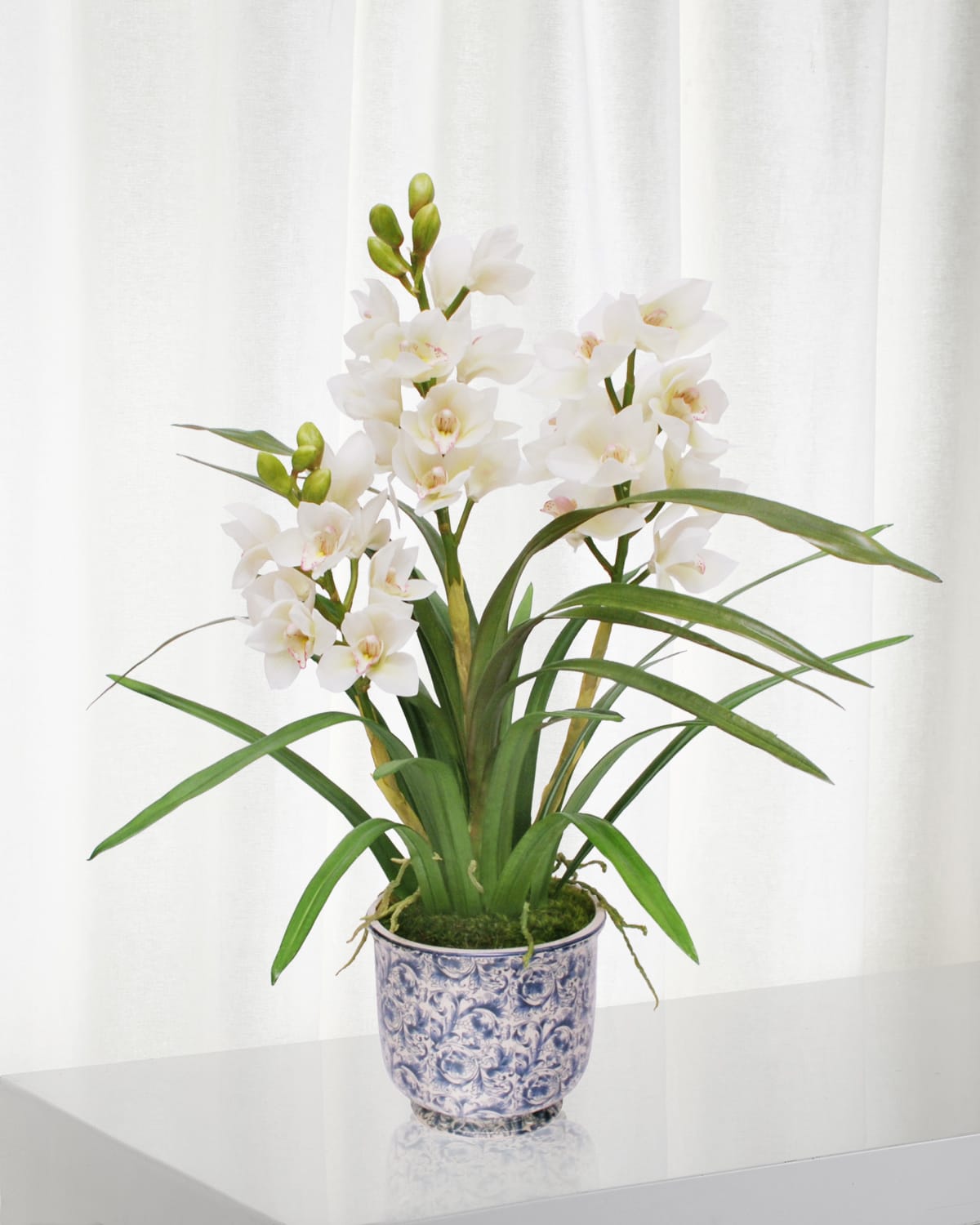 Winward Cymbidium Orchid In Cache Pot