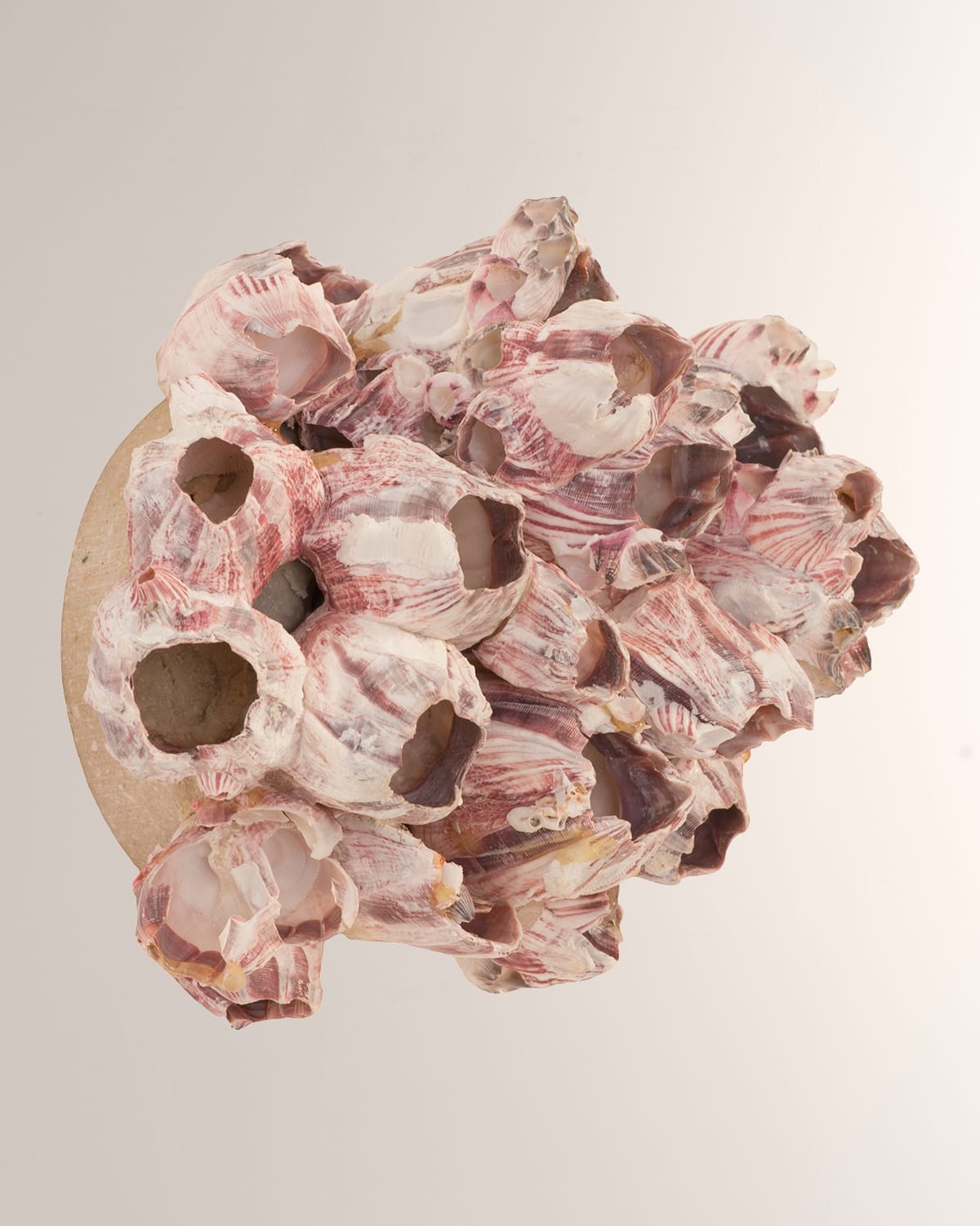 Shop The Phillips Collection Barnacle Cluster Medium Wall Art In Purple