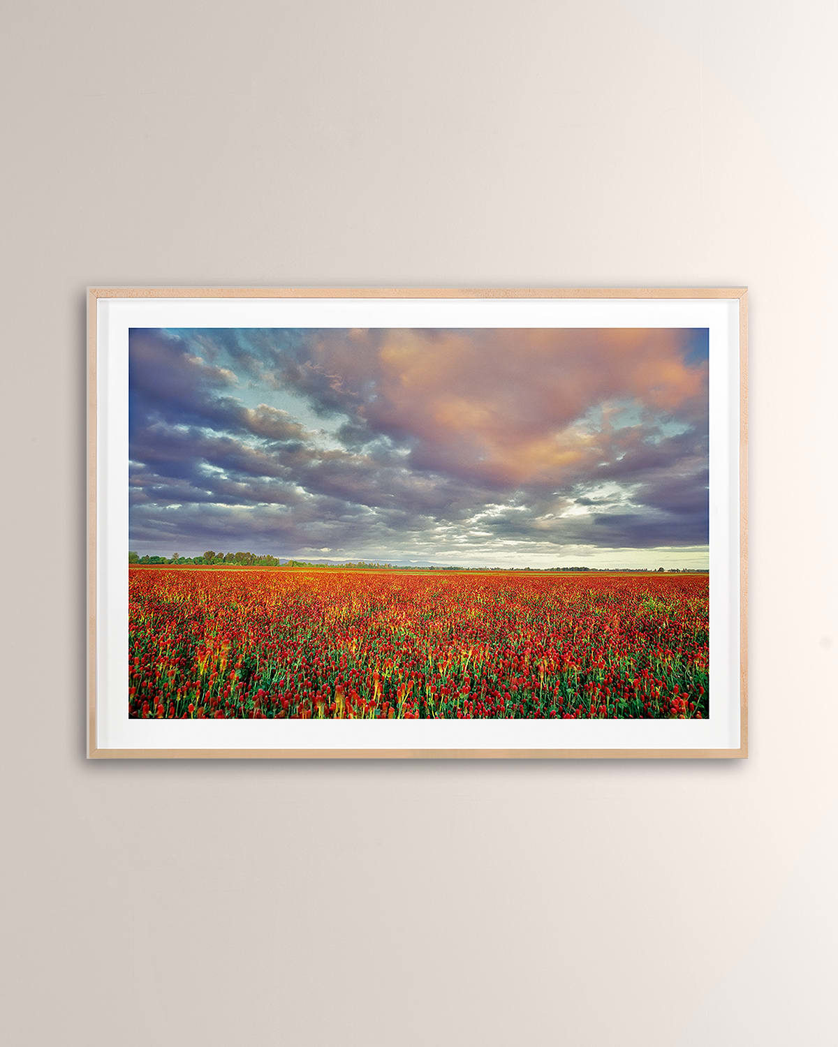 Crimson Clover Digital Art Print by PhotoDF