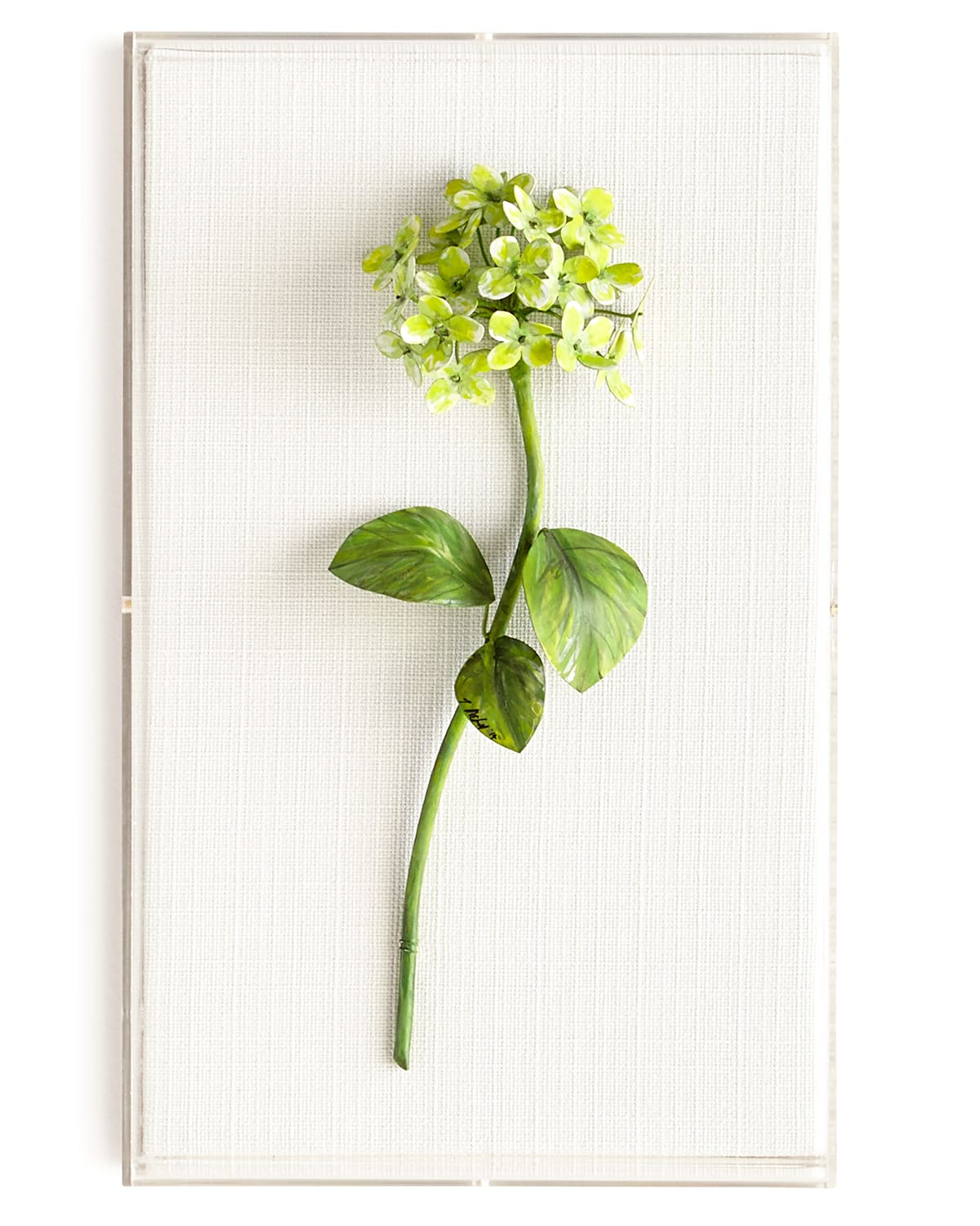 Tommy Mitchell Original Painted Hydrangea Study In Green