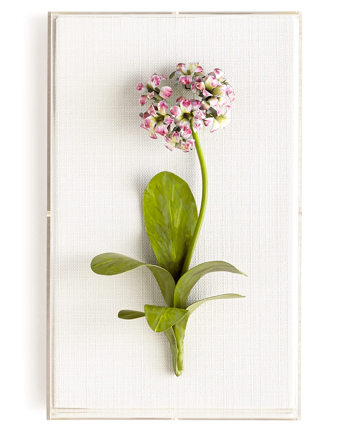 Tommy Mitchell Original Painted Primula Study In Pink