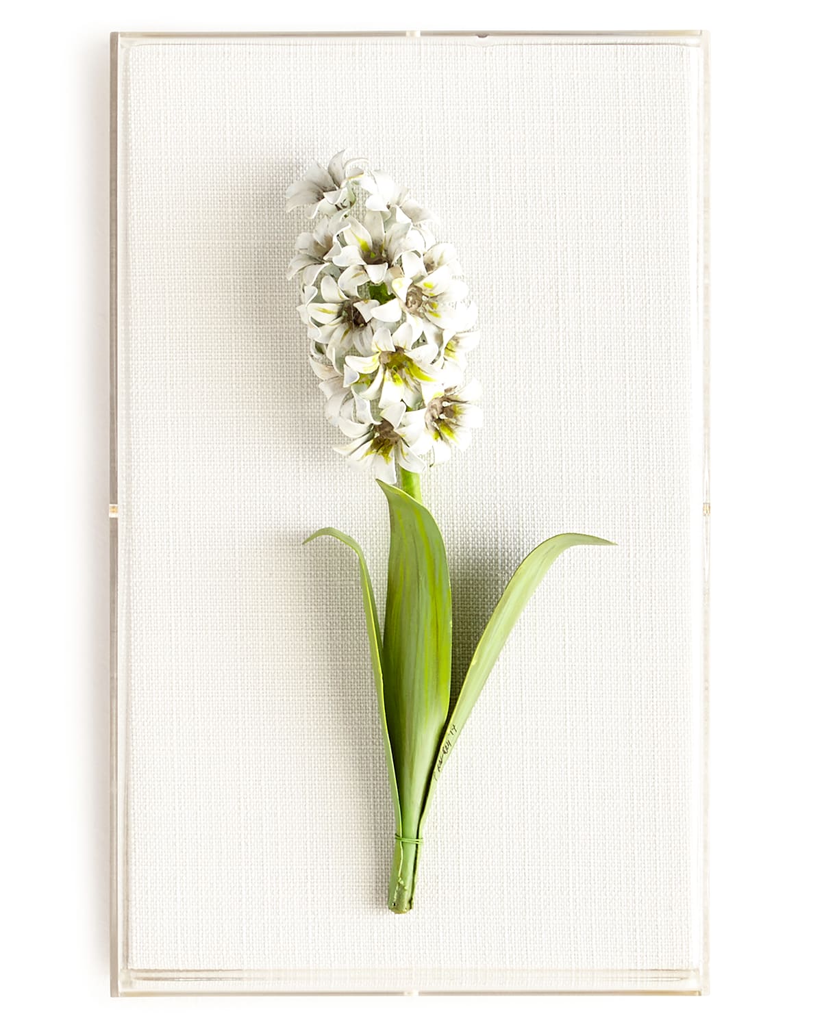 Tommy Mitchell Original Painted Hyacinth Study In White