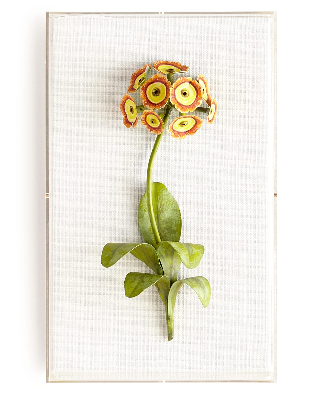 Tommy Mitchell Original Painted Auricula Study In Yellow