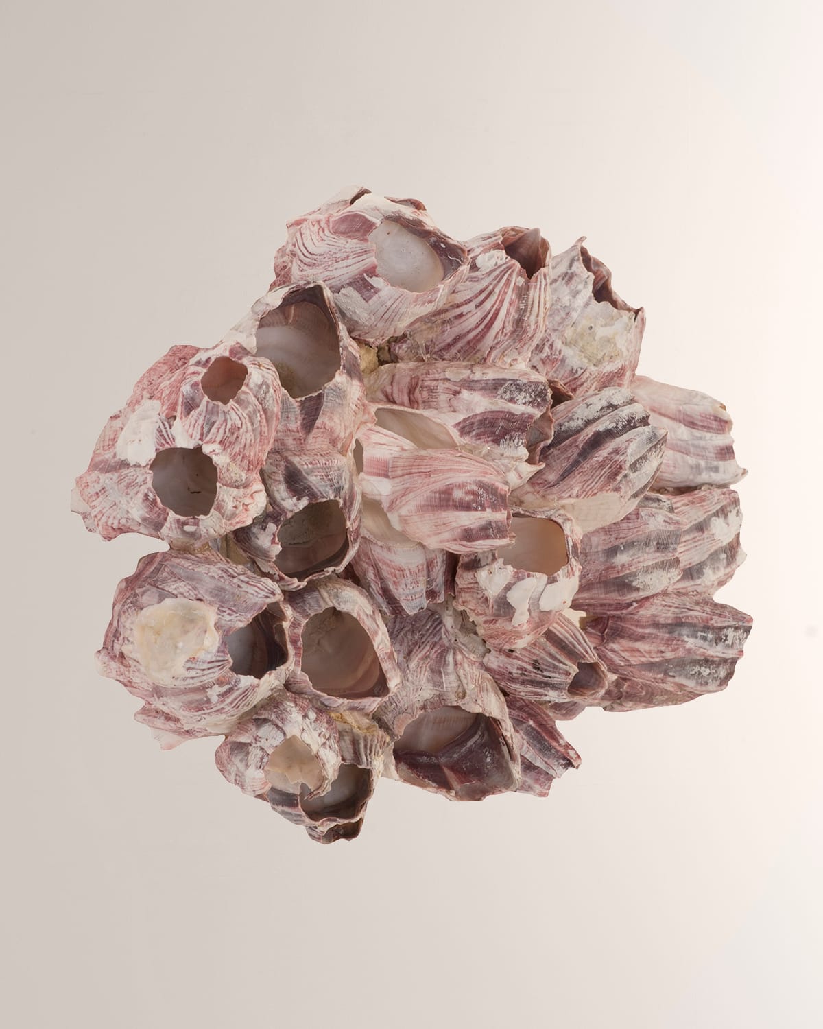 Shop The Phillips Collection Barnacle Cluster Large Wall Art In Purple