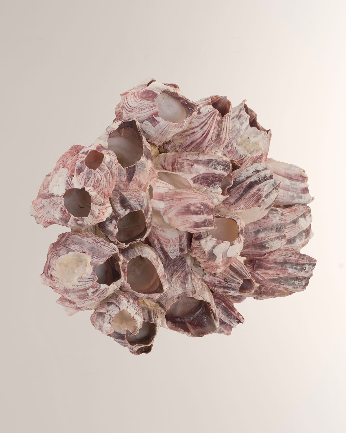 The Phillips Collection Barnacle Cluster Large Wall Art In Purple