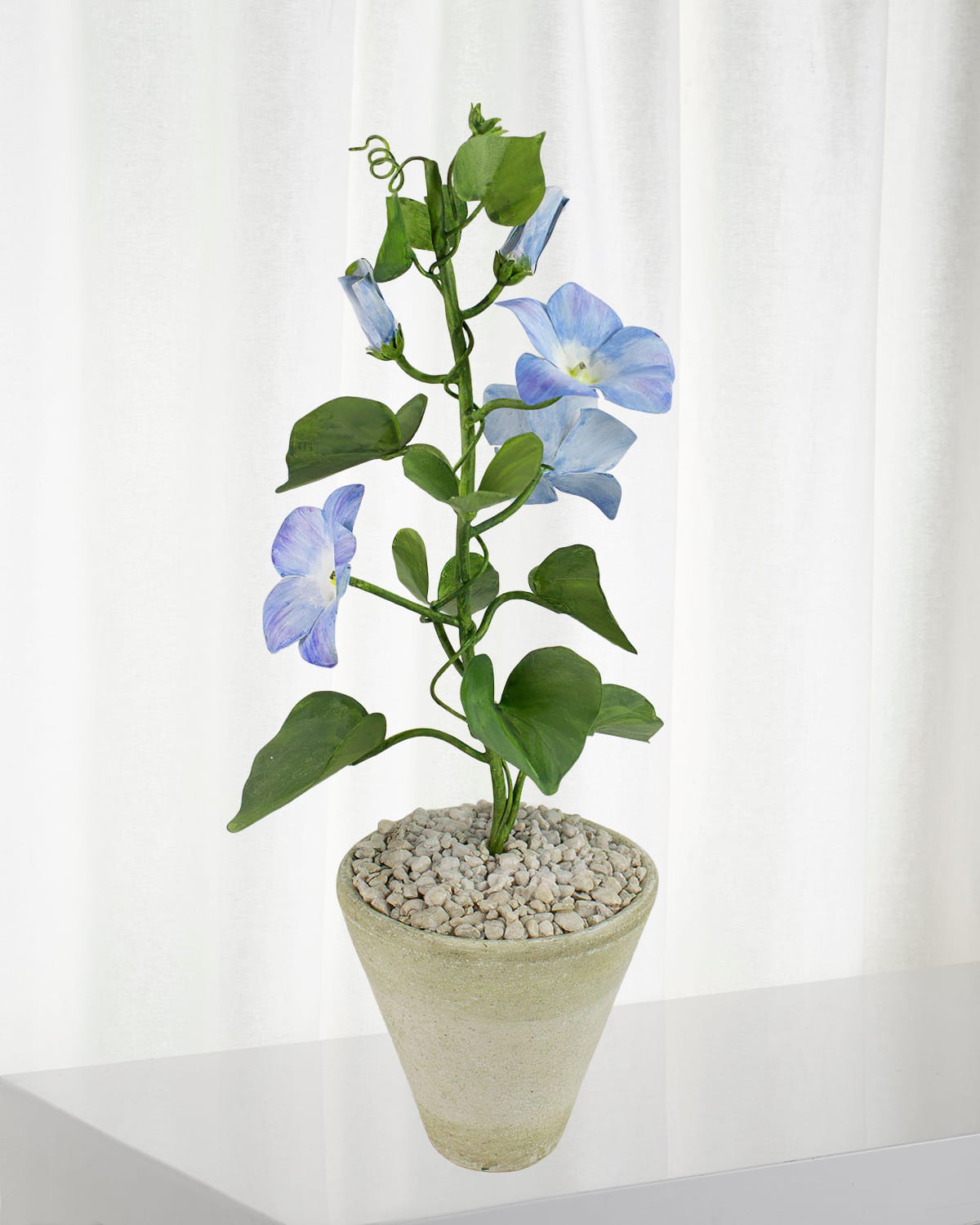Tommy Mitchell Morning Glory September Birth Flower In White Terracotta Pot In Blue