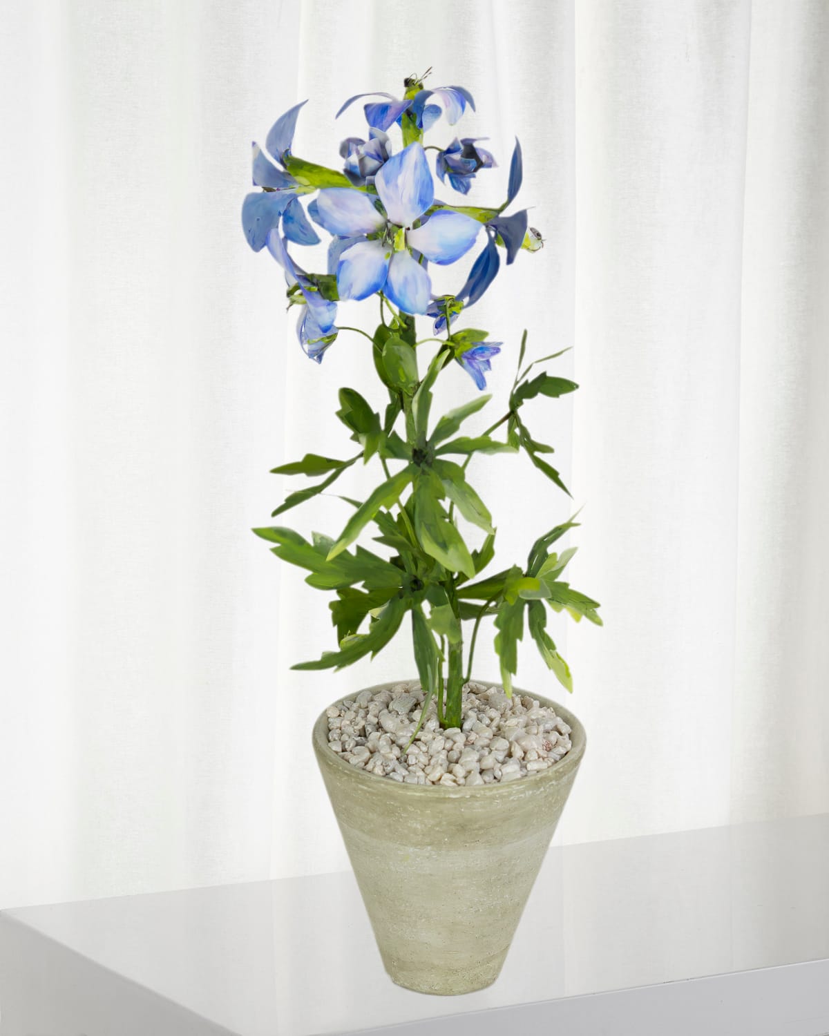 Tommy Mitchell Delphinium July Birth Flower In White Terracotta Pot In Blue