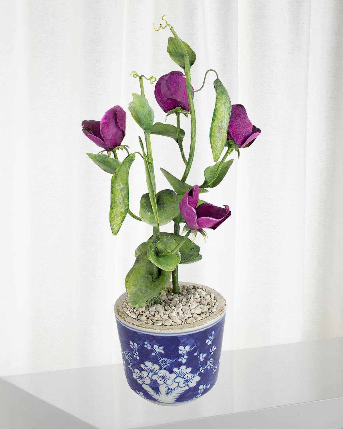 Tommy Mitchell Sweet Pea April Birth Flower In Ceramic Pot In Deep Pink
