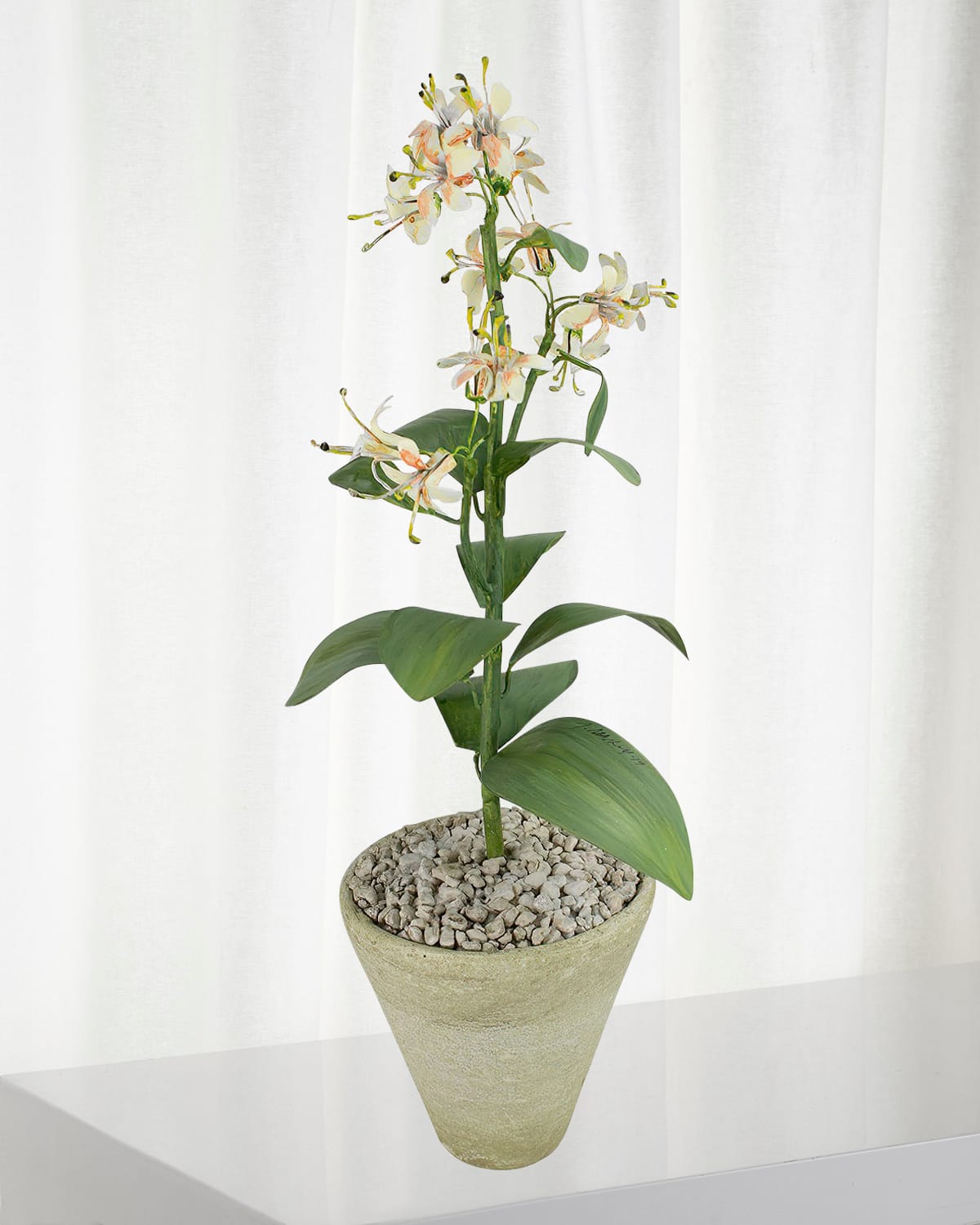 Shop Tommy Mitchell Honeysuckle June Birth Flower In White Terracotta Pot In Warm White