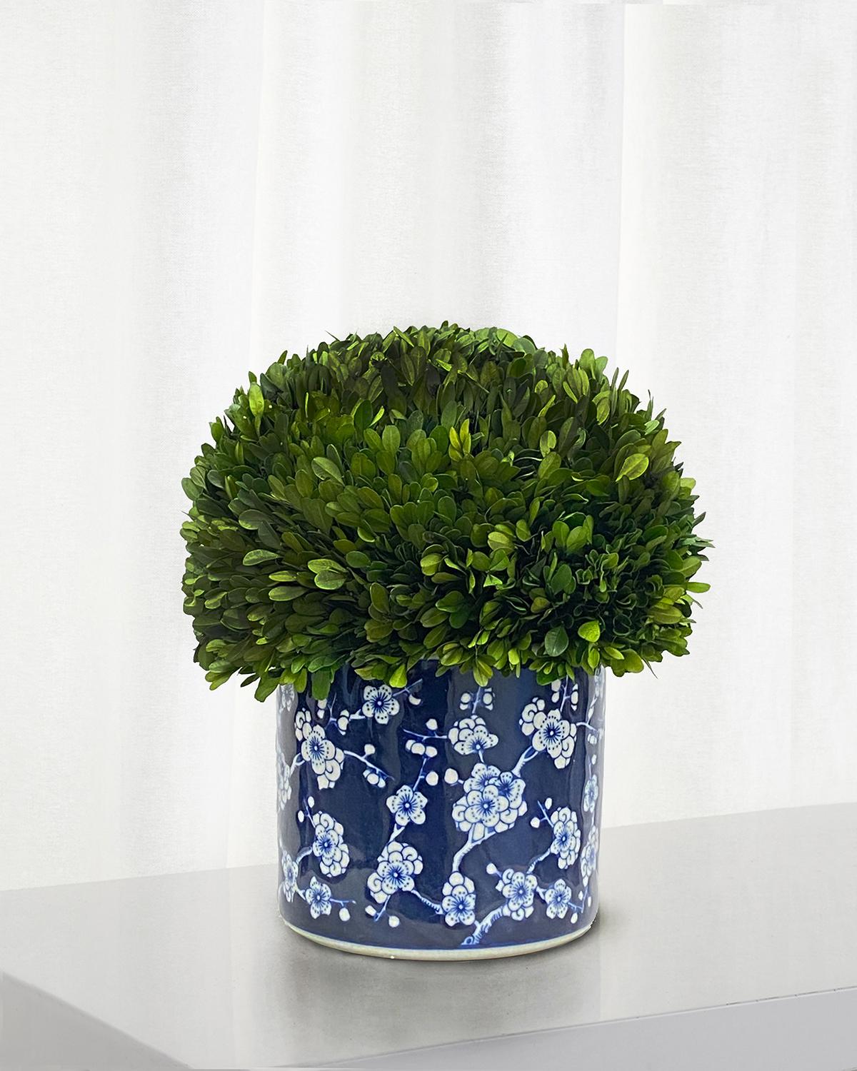 Winward Preserved Boxwood Half Ball Topiary In Porcelain Pot - 15"