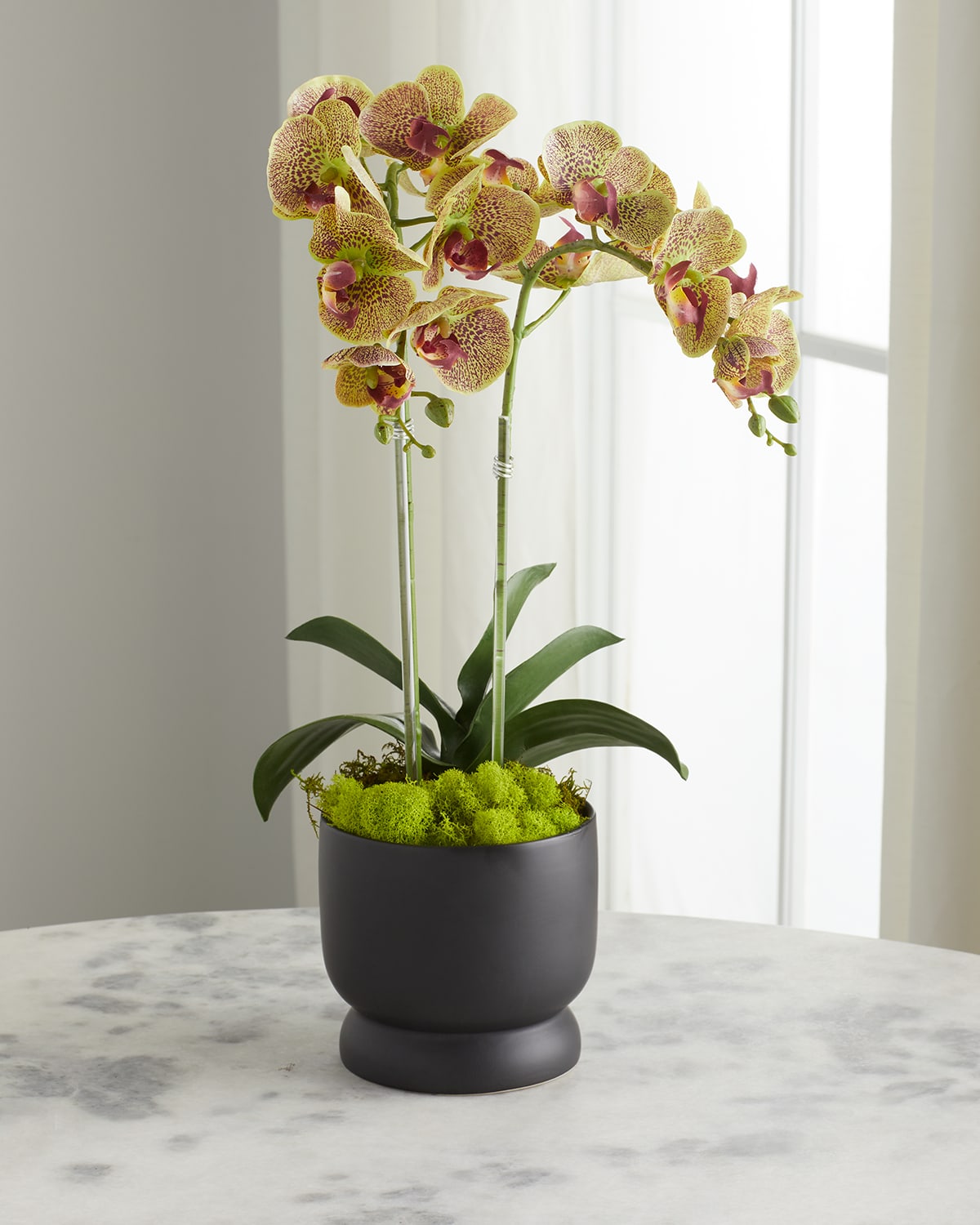 Shop T & C Floral Company Double Orchids In Matte Pot In Green
