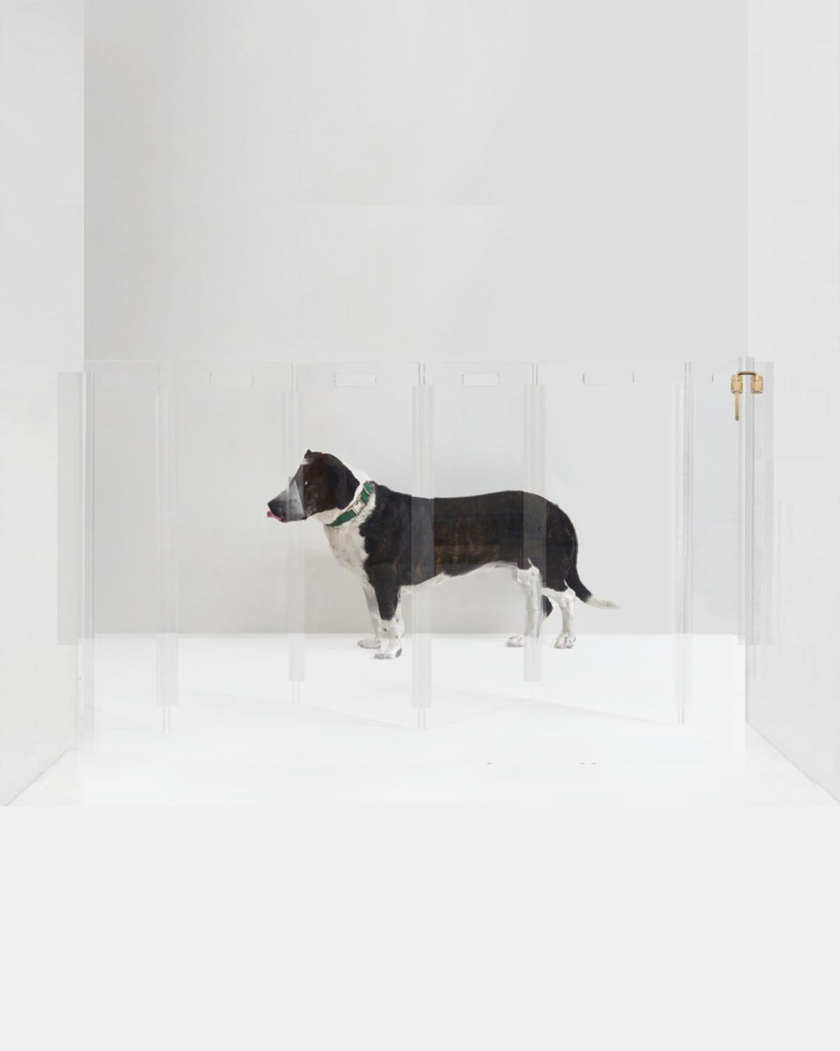 Hiddin Clear Wall-mounted Zig-zag Pet Gate, 6-panel In Clear/gold