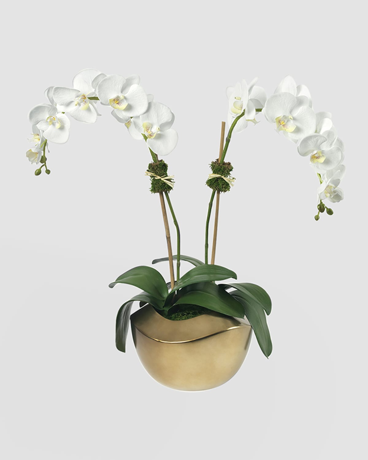 Shop Diane James Phalaenopsis Orchid In Gold Pot