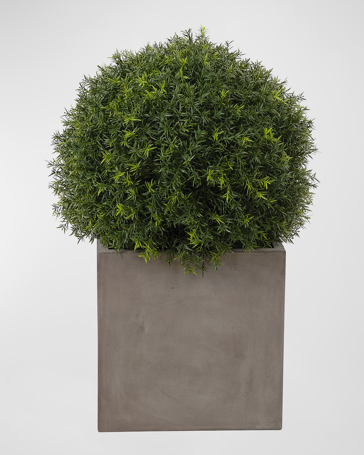 Ndi Japanese Yew Ball Topiary In Concrete Planter In Green