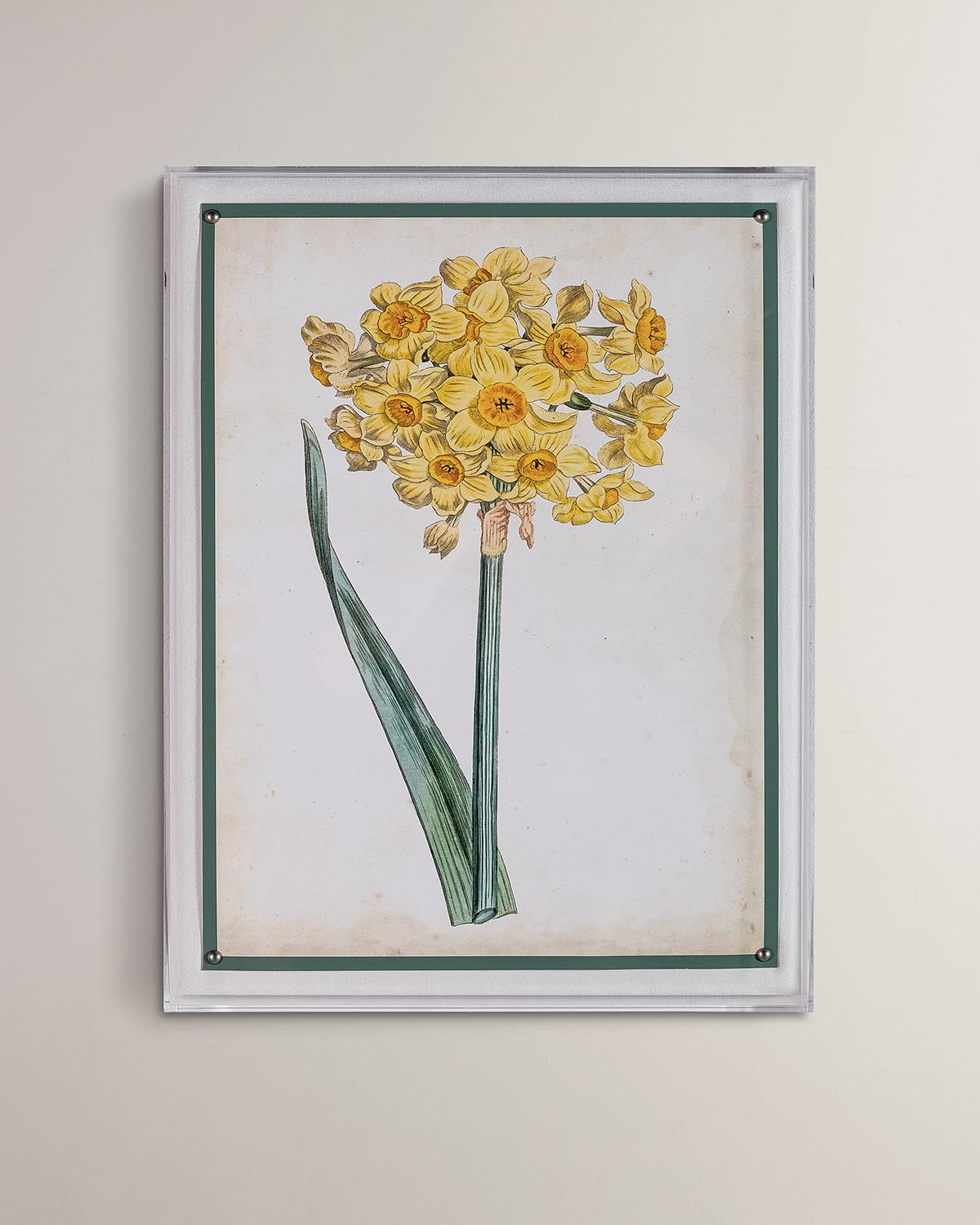 Port 68 Narcissus I Giclee Print