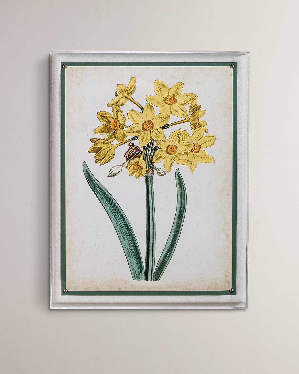 Port 68 Narcissus Ii Giclee Print