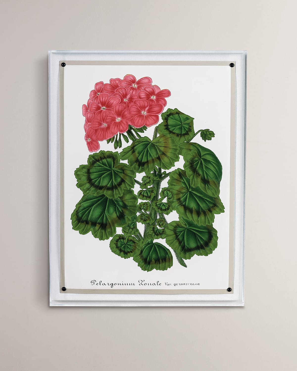 Port 68 Geranium I Giclee Print