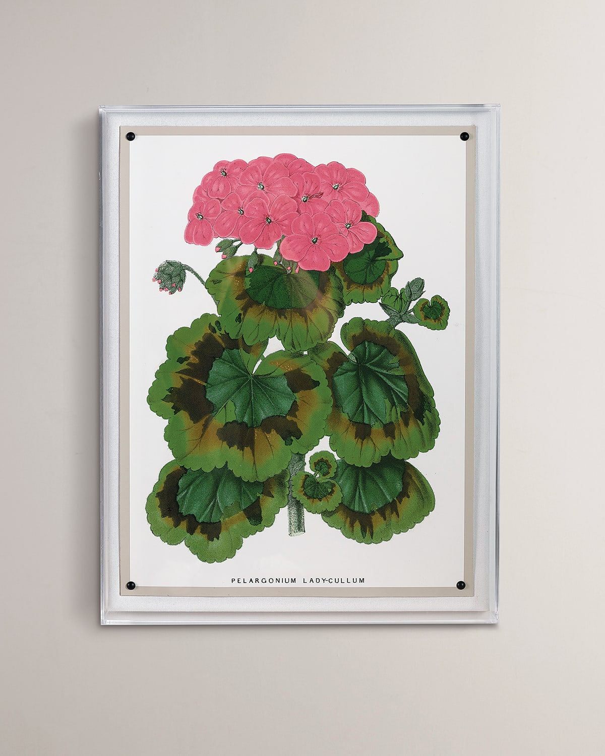 Port 68 Geranium Iii Giclee Print