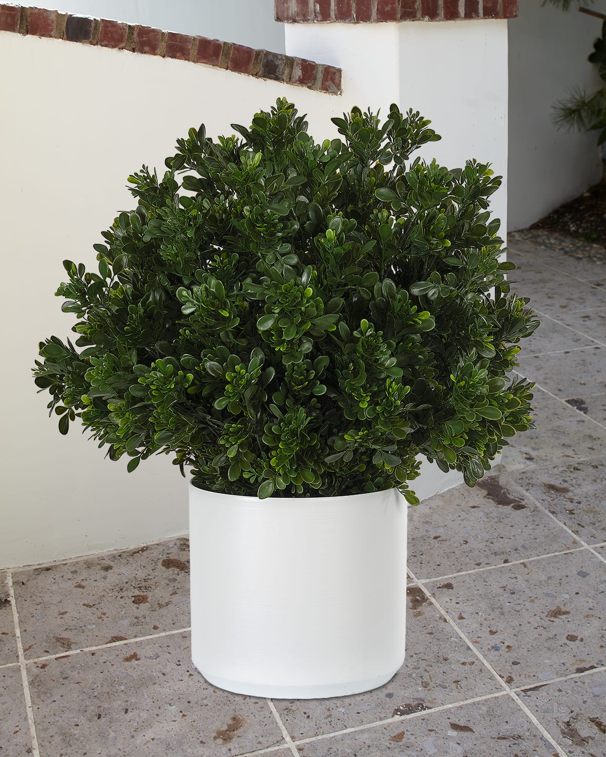 Ndi Faux Boxwood In Ceramic White Pot, 28"t