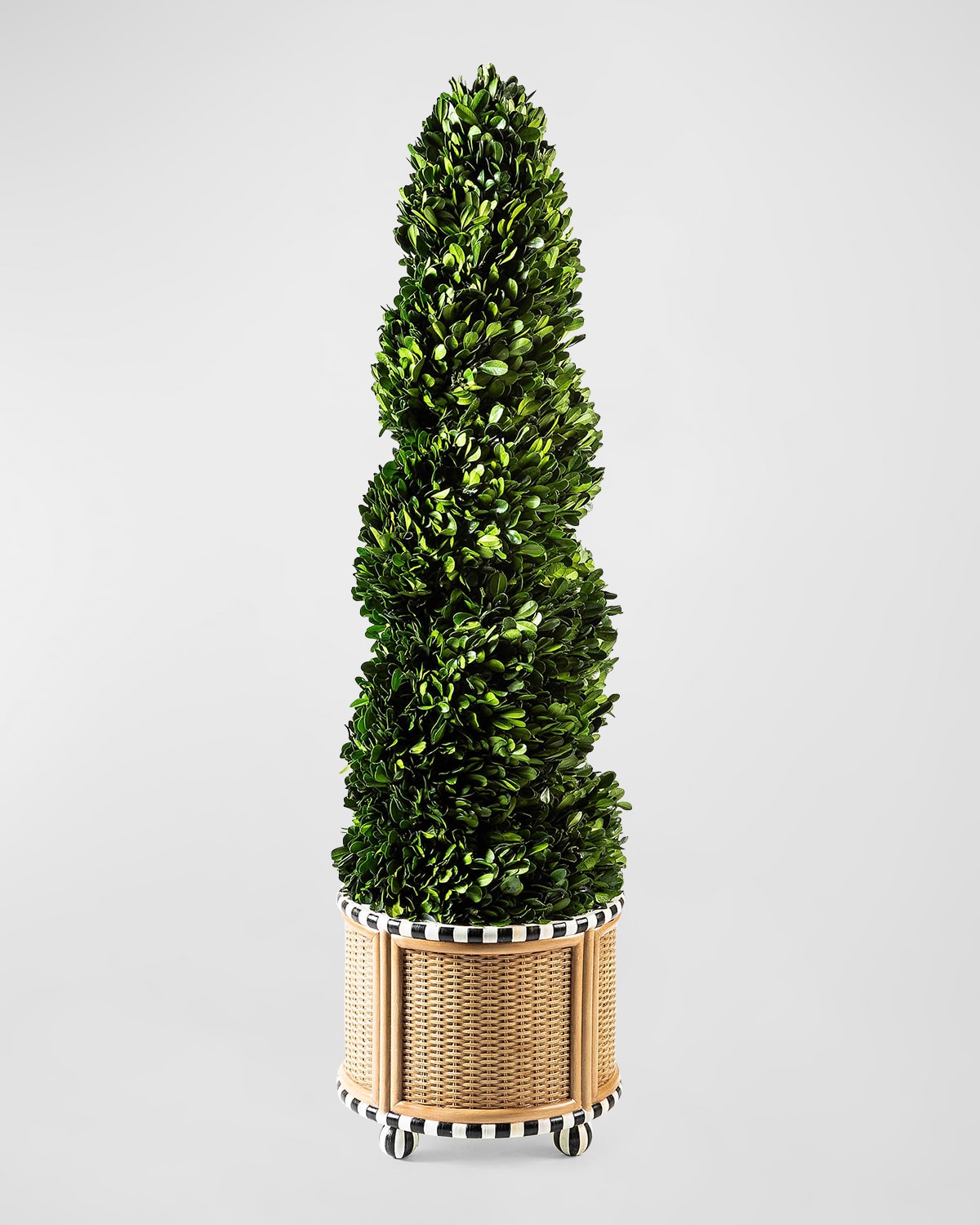 Mackenzie-childs Medium Preserved Spiral Boxwood Topiary In Basketweave Base - 34" In Green