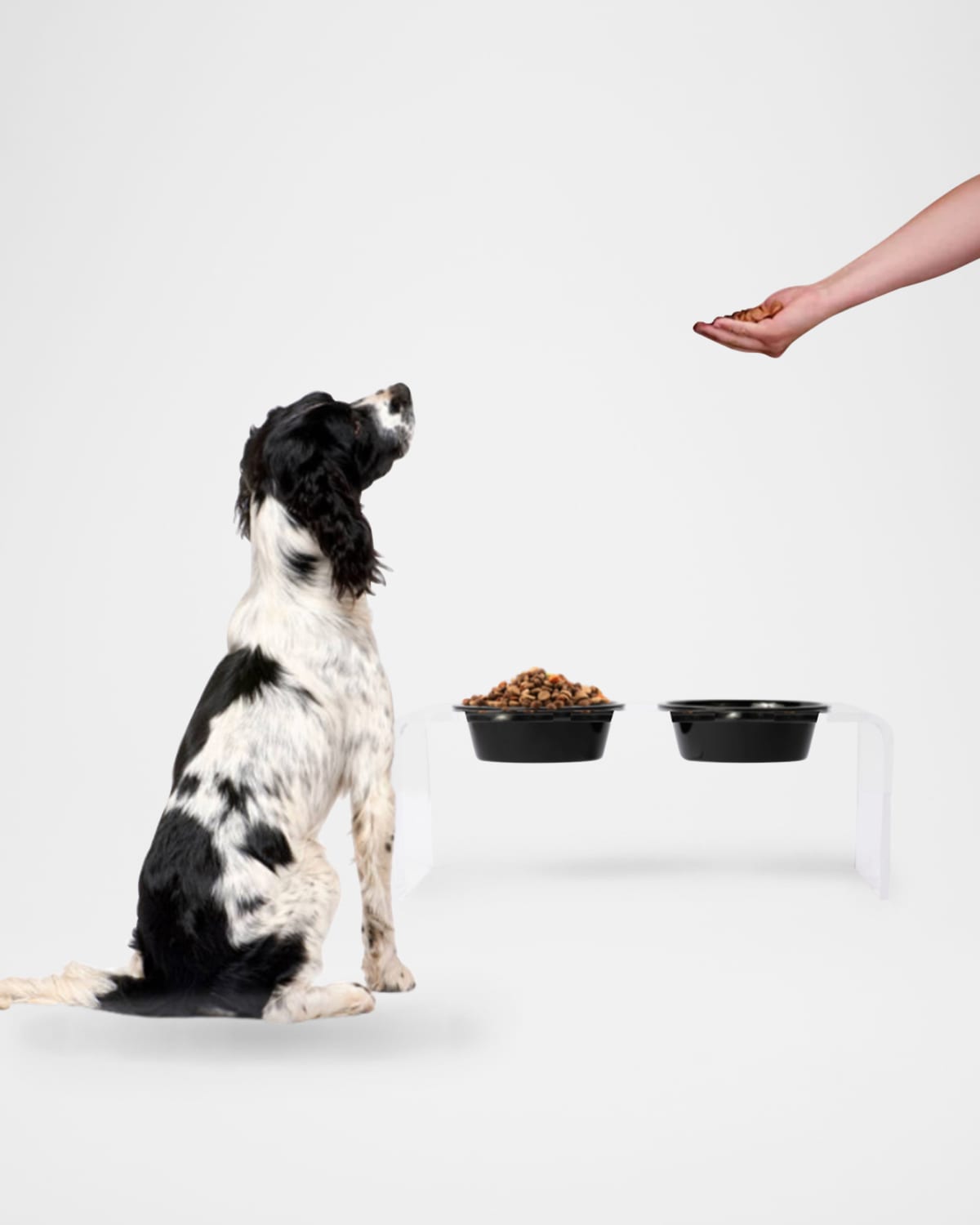 Hiddin Small Clear Double Bowl Pet Feeder With Black Bowls In Black