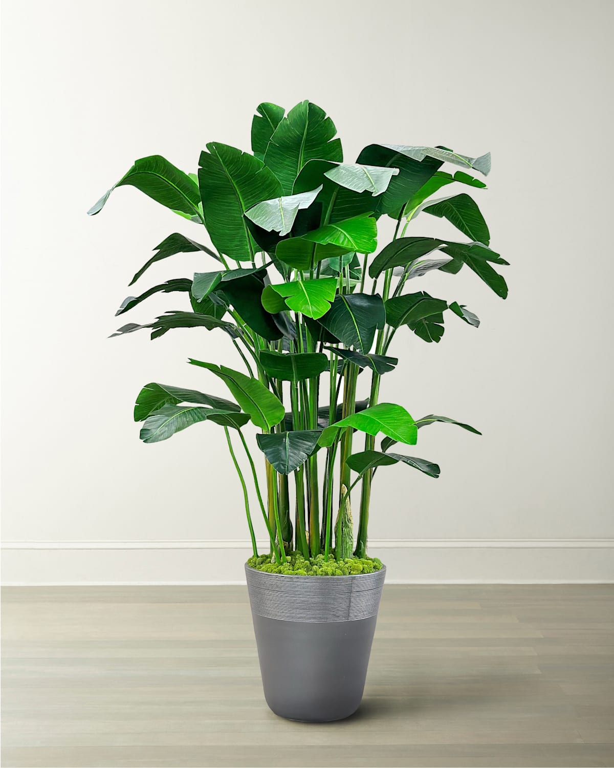 Winward Home Banana Palm In Planter, 84" In Green/grey