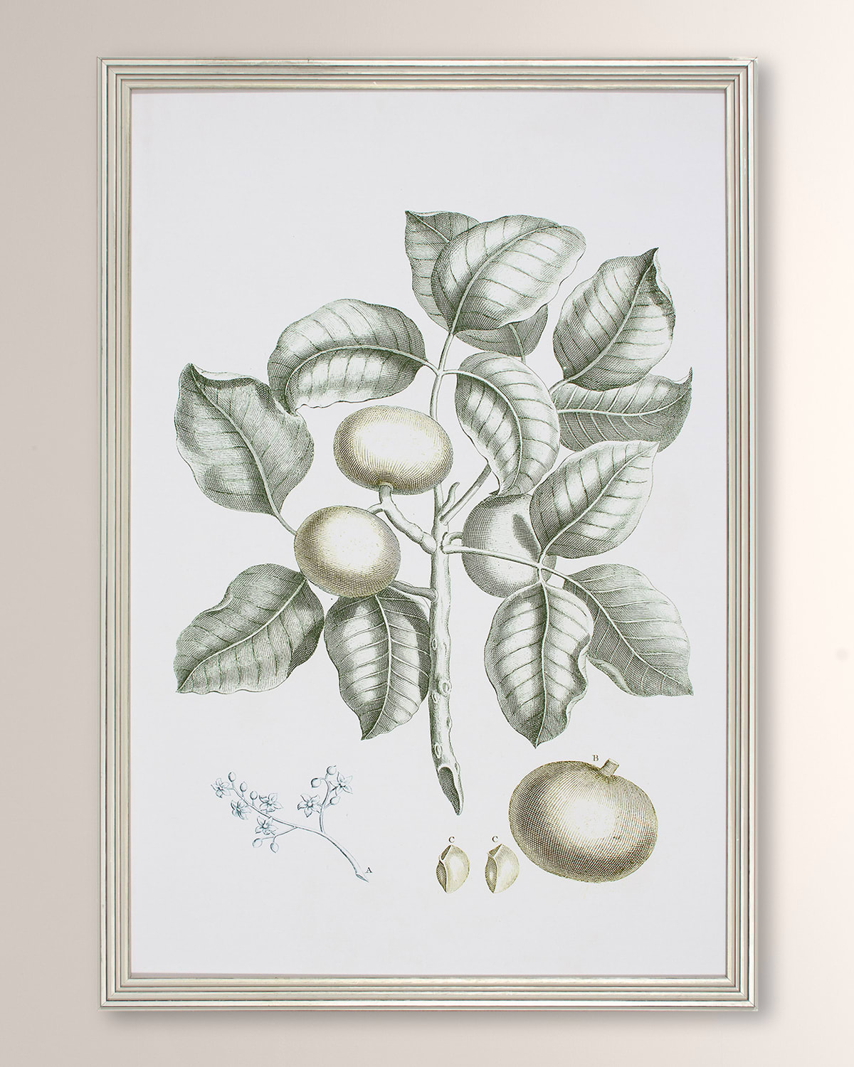 Shadow Catchers Buchoz Tropical I Framed Giclee