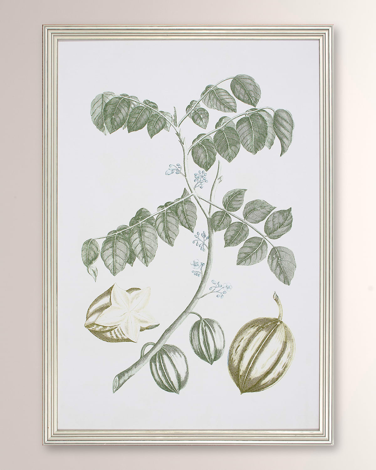 Shadow Catchers Buchoz Tropical Ii Framed Giclee