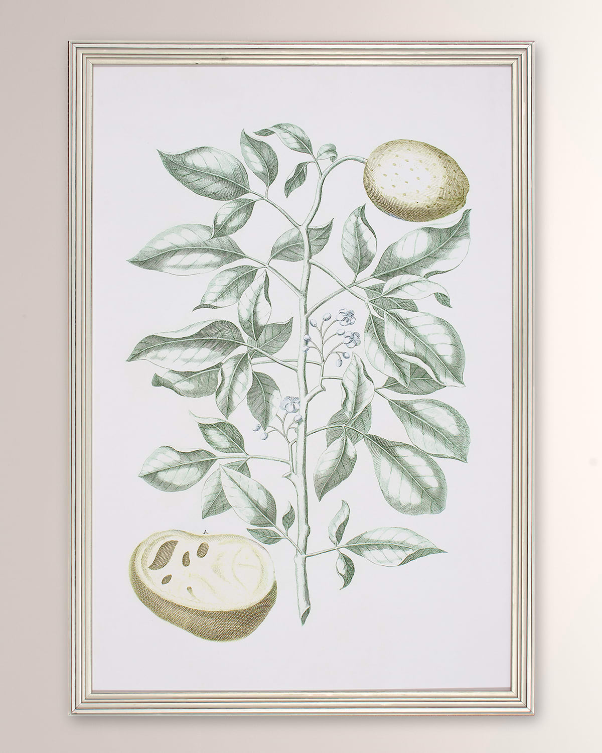 Shadow Catchers Buchoz Tropical Iii Framed Giclee