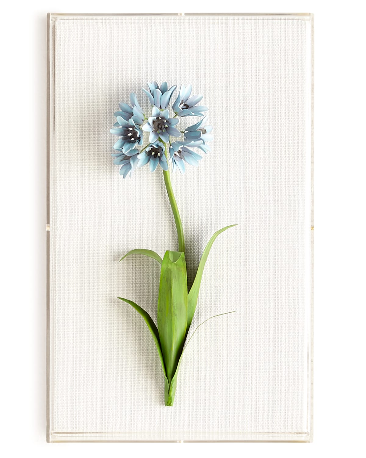 Tommy Mitchell Original Painted Agapanthus Study In Blue