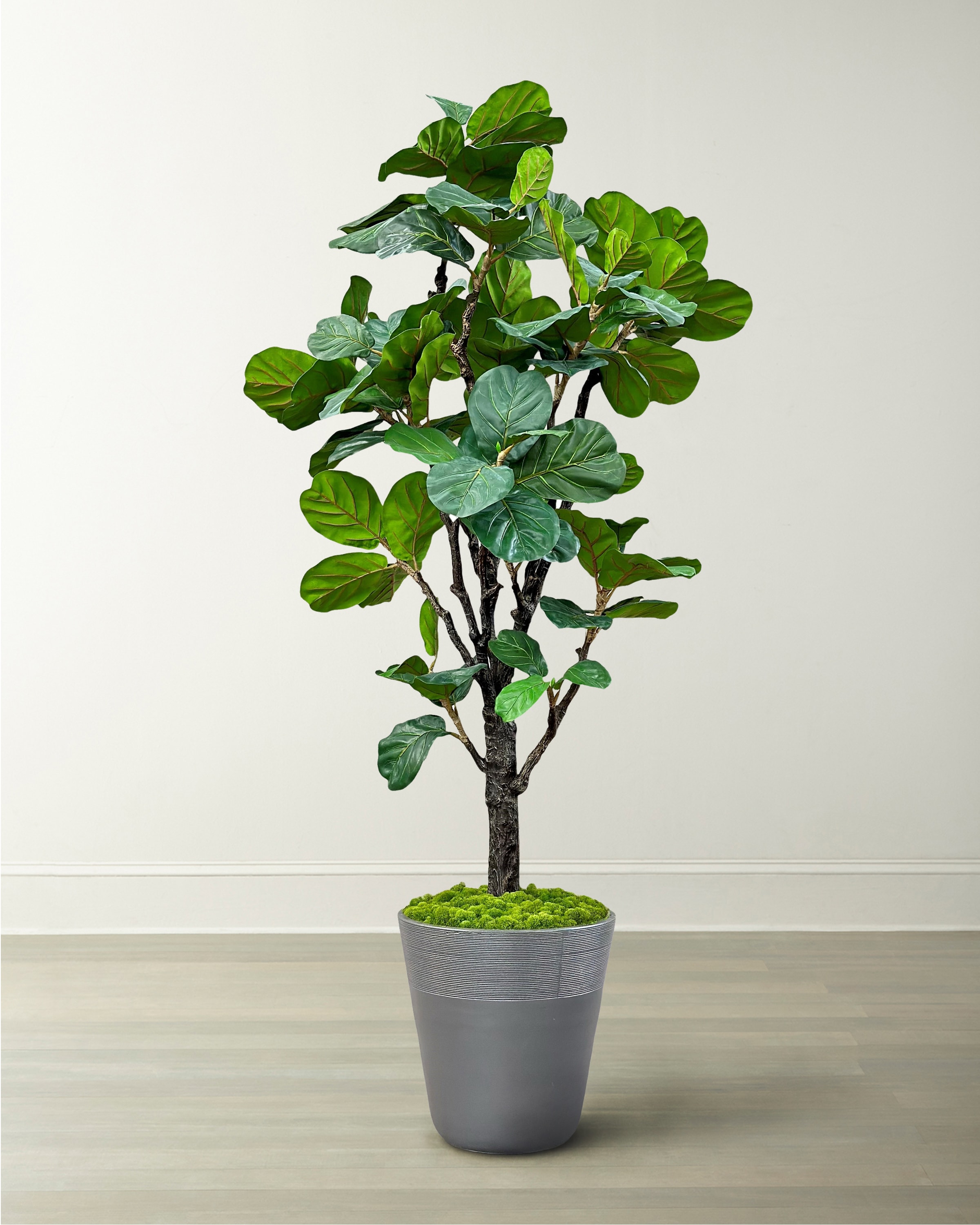 jade plant succulent Jade Plant  Lichtenfelt's