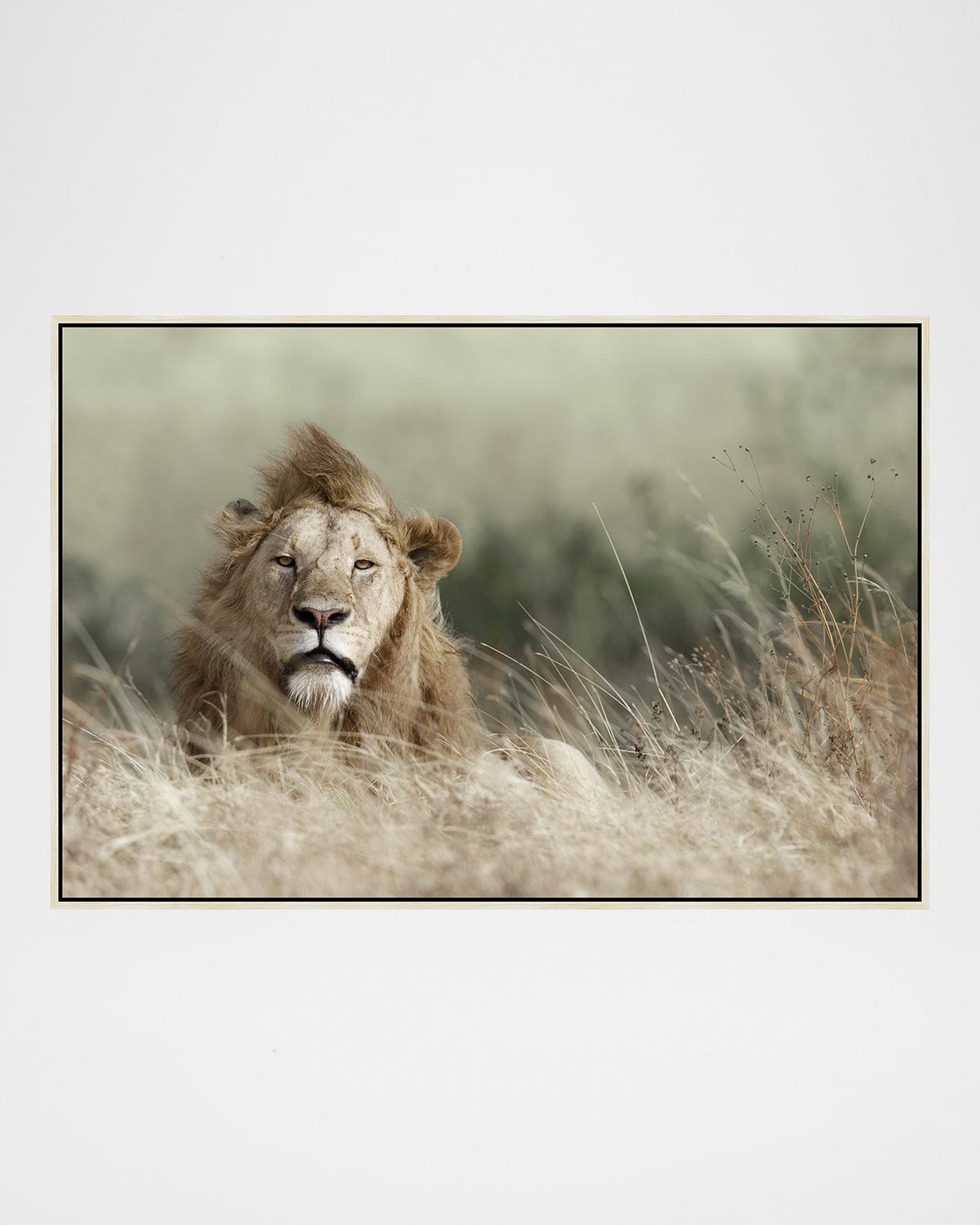"Your Majesty" Photography
