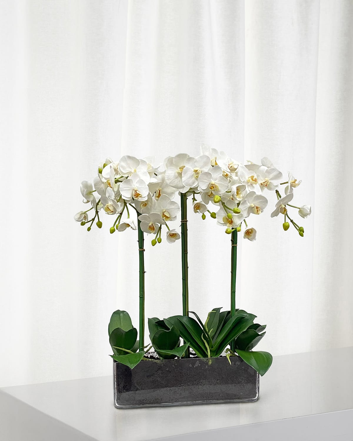 Winward Home Orchid Phalaenopsis in Glass | Thumbnail 4 Winward Home Orchid Phalaenopsis in Glass | Thumbnail 4