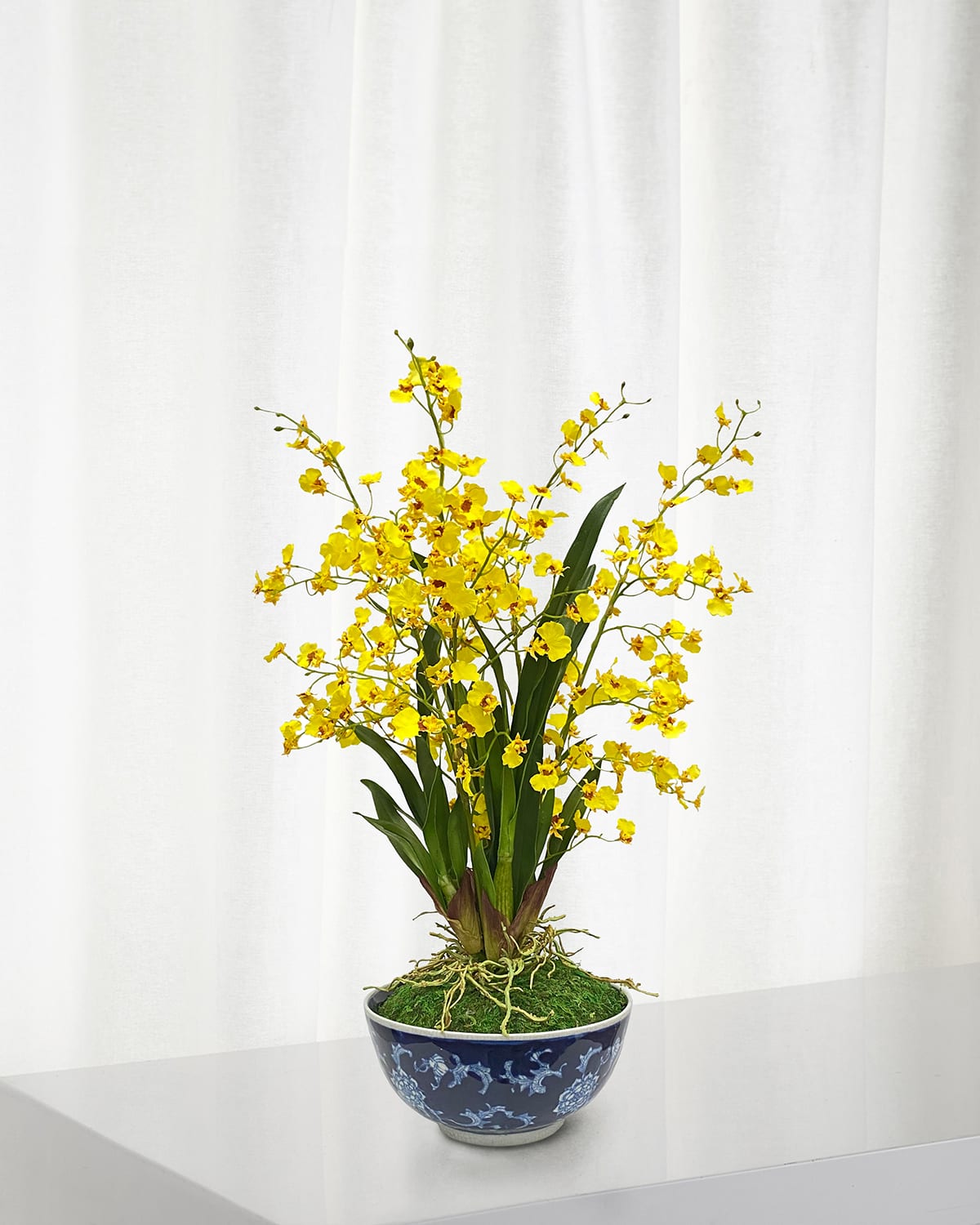Winward Home Oncidium in Longlife Bowl | Thumbnail 4 Winward Home Oncidium in Longlife Bowl | Thumbnail 4