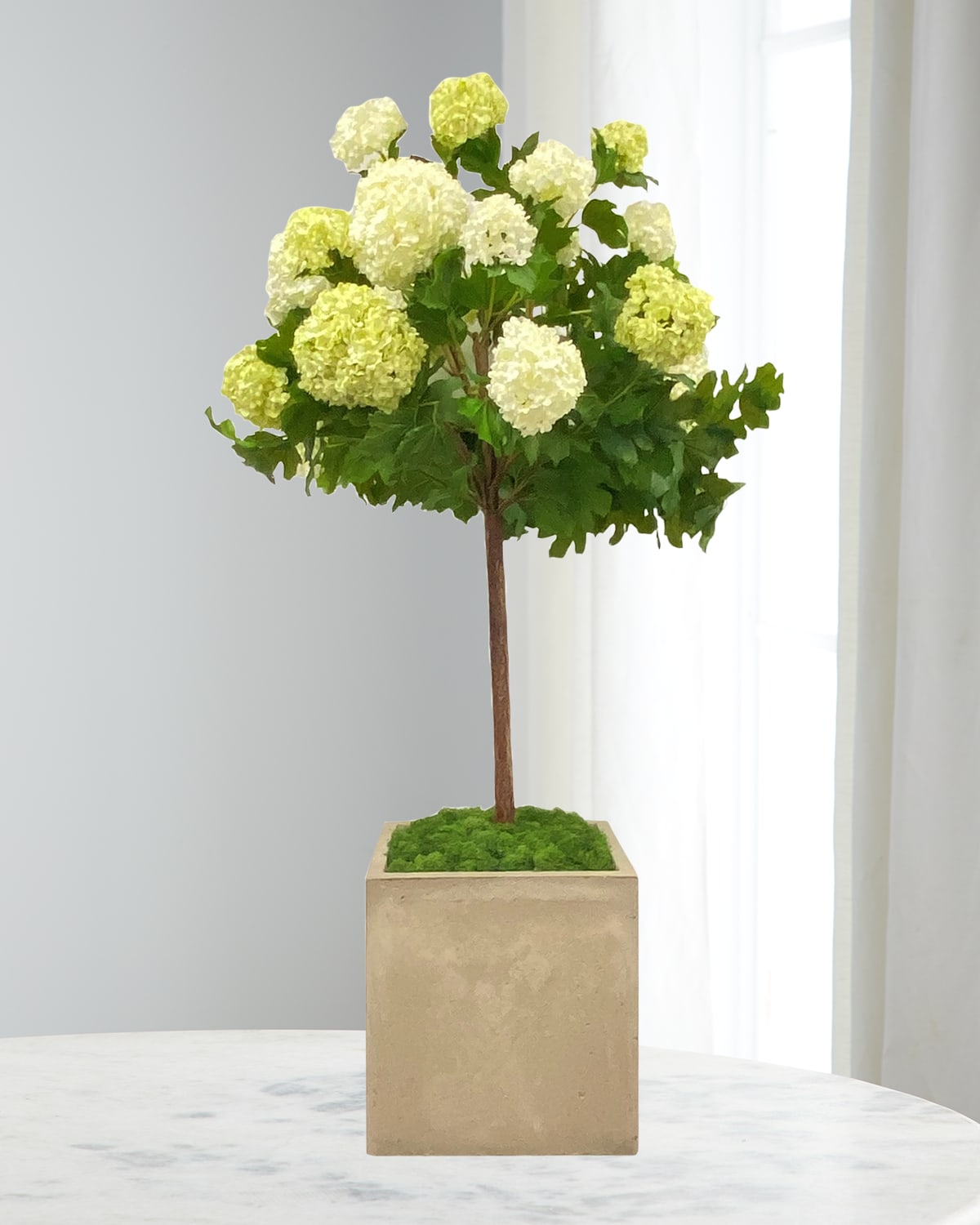 Winward Home Snowball in Square Pot | Thumbnail 4 Winward Home Snowball in Square Pot | Thumbnail 4