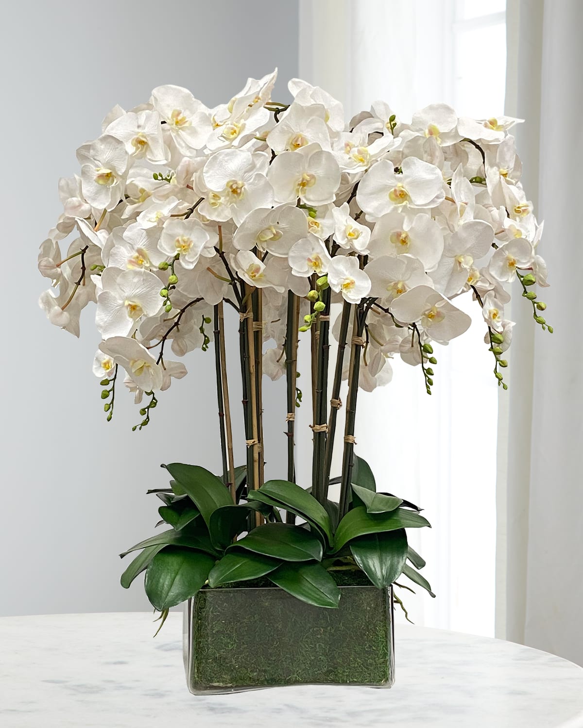 Winward Home Orchid in Glass Planter | Thumbnail 4 Winward Home Orchid in Glass Planter | Thumbnail 4