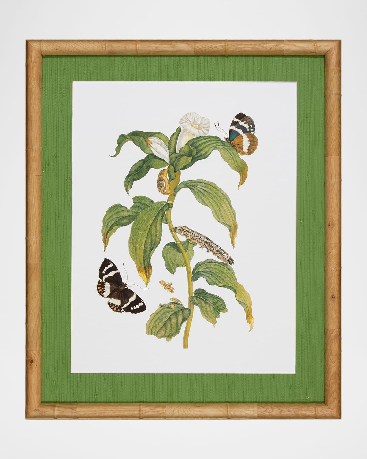 Shadow Catchers "Classic Botanical VI" Framed Giclee | Thumbnail 4 Shadow Catchers "Classic Botanical VI" Framed Giclee | Thumbnail 4