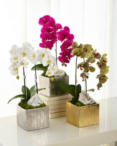T&C Floral Company Orchids in Square Containers