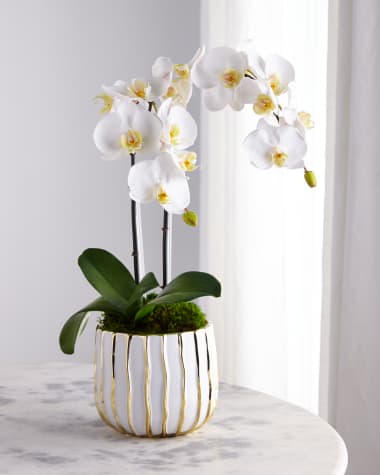 T&C Floral Company White Orchid in White/Gold Pot