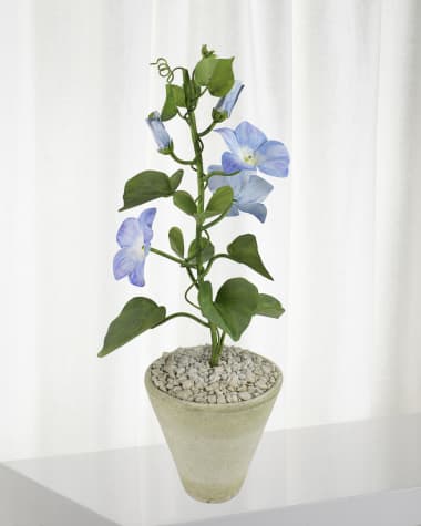 Tommy Mitchell Morning Glory September Birth Flower in White Terracotta Pot