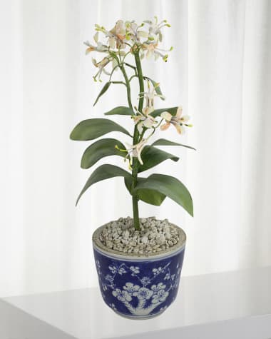 Tommy Mitchell Honeysuckle June Birth Flower in Ceramic Pot