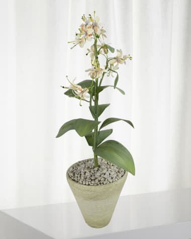 Tommy Mitchell Honeysuckle June Birth Flower in White Terracotta Pot