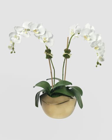 Diane James Phalaenopsis Orchid in Gold Pot