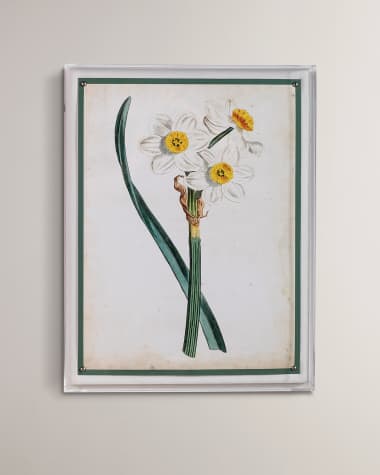 Port 68 "Narcissus III" Giclee Print