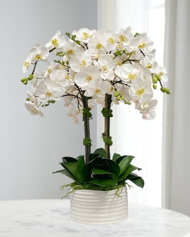 Winward Home Orchid in Urban Coil Planter