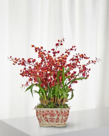 Winward Home Dancing Oncidium in Longline Planter