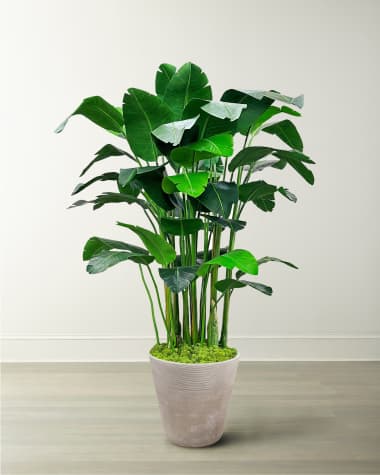 Winward Home Banana Palm in Planter, 84"
