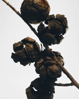 5.8 oz. Small Cypress Balls Candle